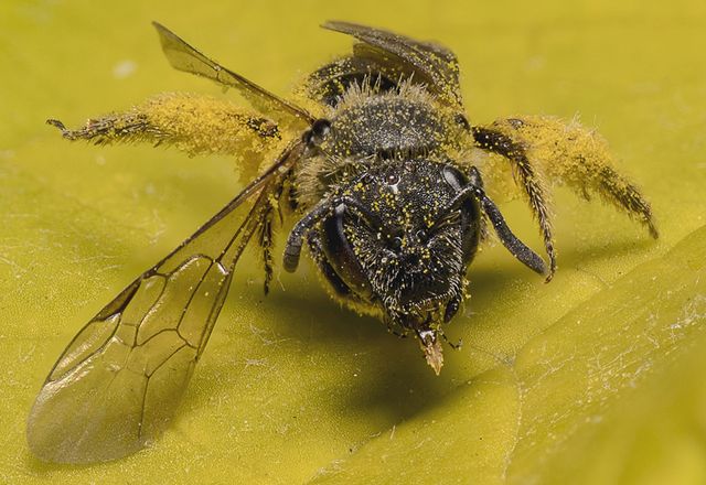 Apidae Halictinae: Lasioglossum sp., femmina.